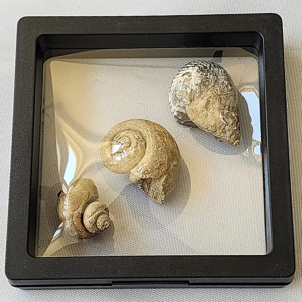 Late Cretaceous Period Ancient Fossil Carnivorous‎ Snail Trio Display Original